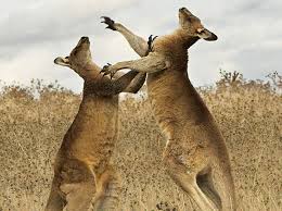 kangarooFight